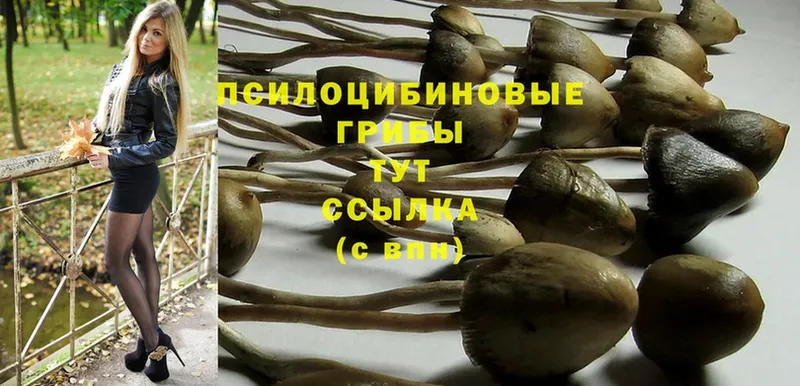 Галлюциногенные грибы Psilocybe  Тольятти 